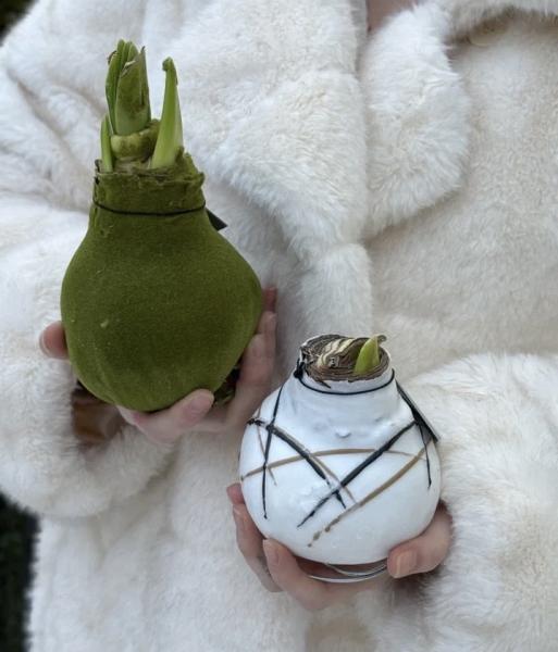 Луковица амариллиса 