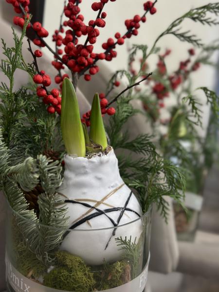 Луковица амариллиса с оформлением  