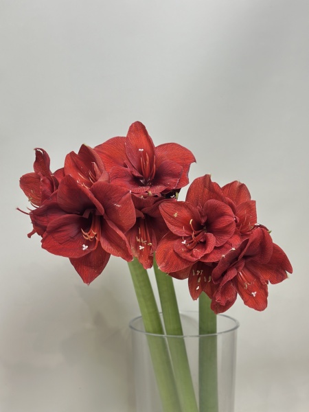 Луковица амариллиса 