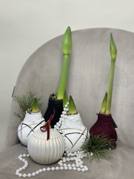 Луковица амариллиса 