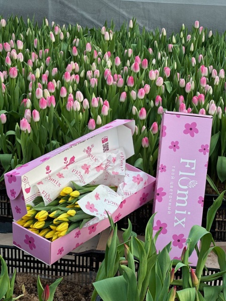 25 тюльпанов в коробке 282