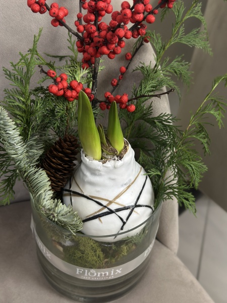 Луковица амариллиса с оформлением  