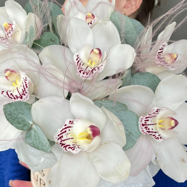 Орхидеи со стифой